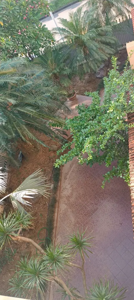 anh truoc nha 2.webp